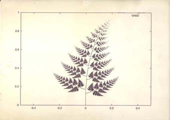 pteridophyte (fern)